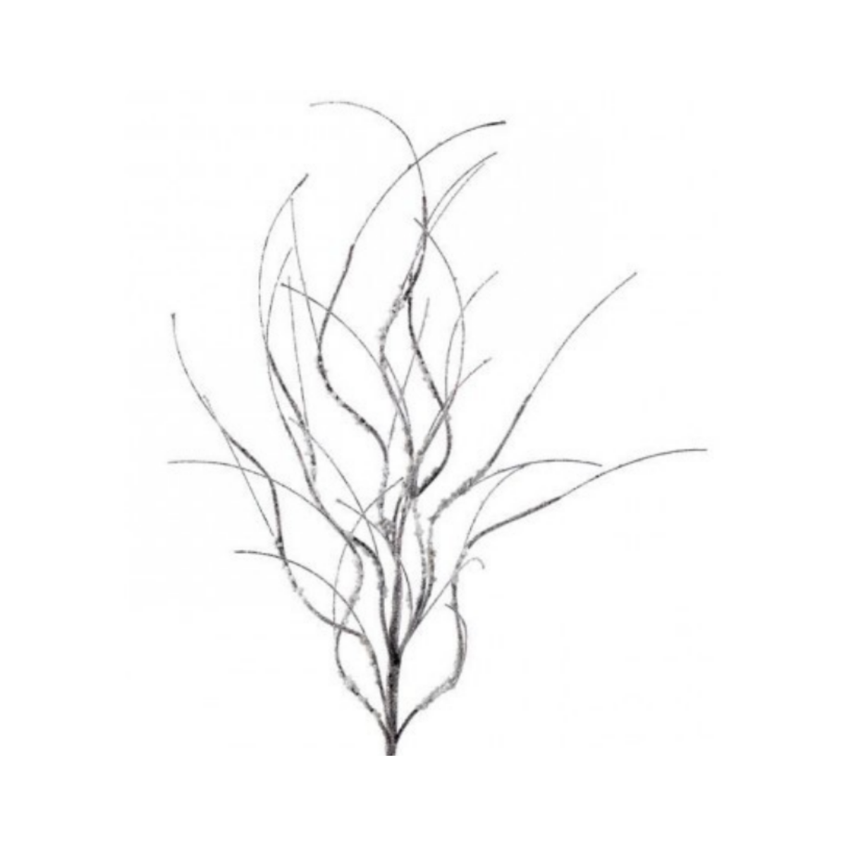 32" Frosted Curly Twig Spray
