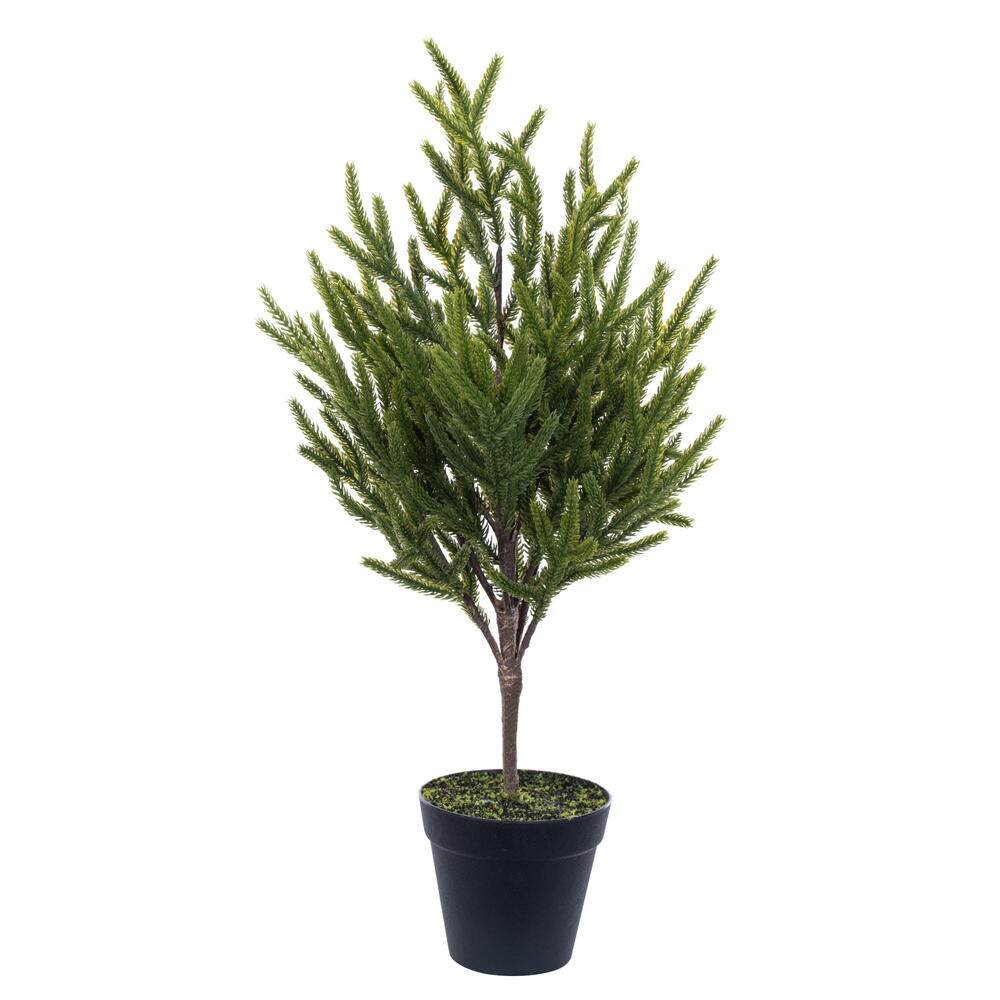 Potted Green Norfolk Pine Tree