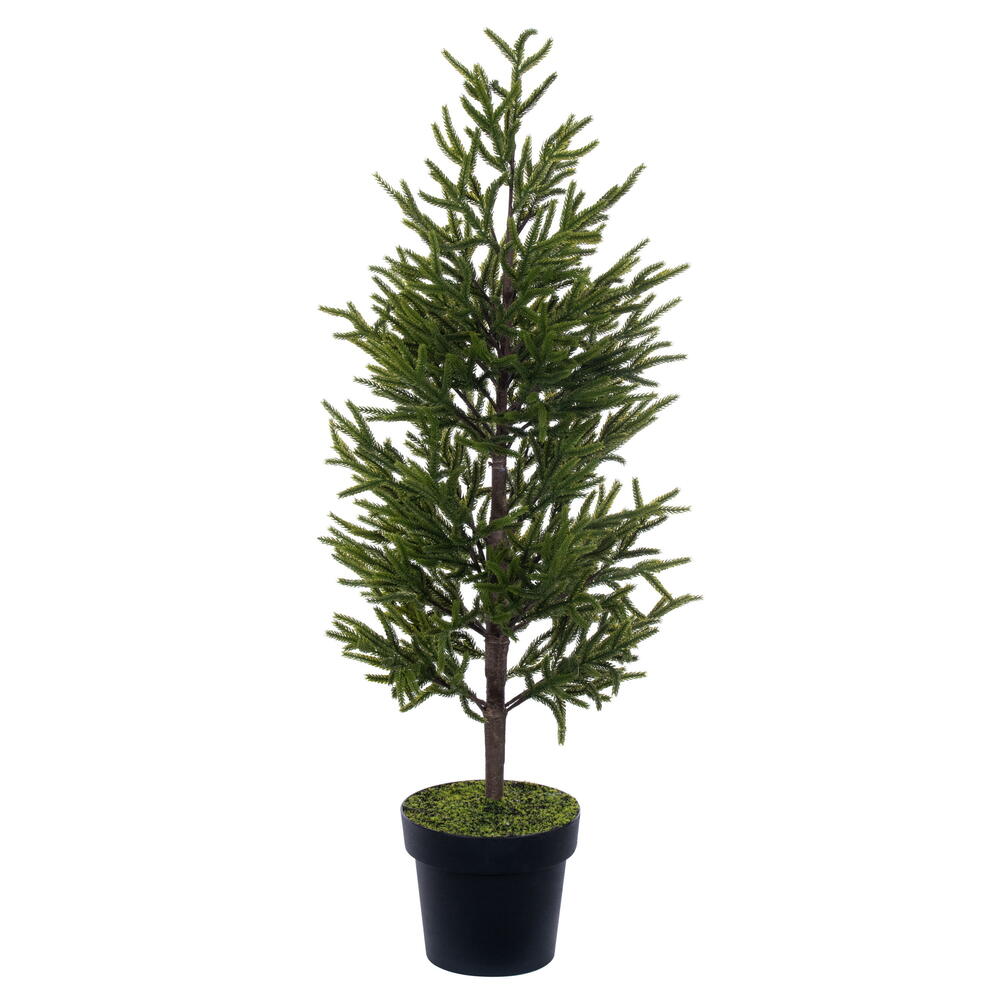 Potted Green Norfolk Pine Tree